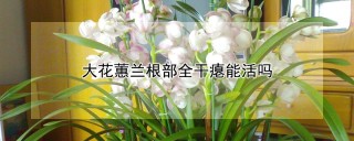 大花蕙兰根部全干瘪能活吗,第1图