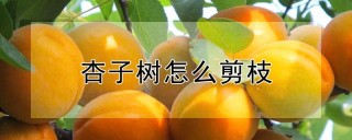 杏子树怎么剪枝,第1图