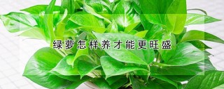 绿萝怎样养才能更旺盛,第1图