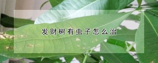 发财树有虫子怎么治,第1图