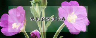 常见的宿根花卉,第1图