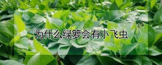 为什么绿箩会有小飞虫,第1图