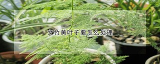 文竹黄叶子要怎么处理,第1图