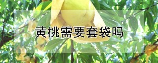 黄桃需要套袋吗,第1图