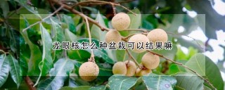 龙眼核怎么种盆栽可以结果嘛,第1图