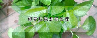 绿萝烂根怎样处理,第1图