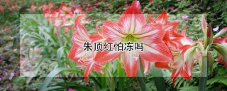 朱顶红怕冻吗,第1图