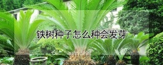 铁树种子怎么种会发芽,第1图