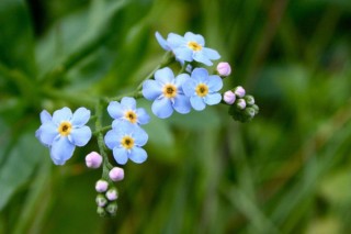 代表友情的花,第2图