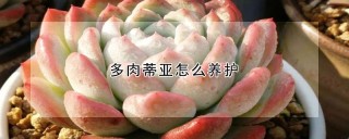 多肉蒂亚怎么养护,第1图