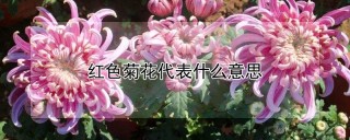 红色菊花代表什么意思,第1图