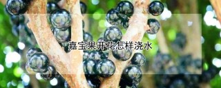 嘉宝果开花怎样浇水,第1图