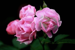 爬藤蔷薇花的养殖方法,第3图