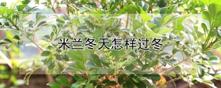 米兰冬天怎样过冬,第1图