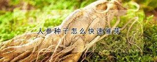 人参种子怎么快速催芽,第1图