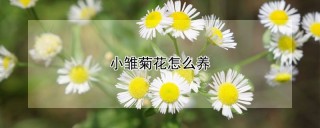 小雏菊花怎么养,第1图