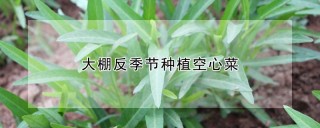 大棚反季节种植空心菜,第1图