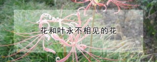 花和叶永不相见的花,第1图