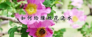 如何给缫丝花浇水,第1图