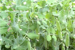 荷兰豆的种植方法和时间,第2图