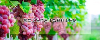 葡萄上色时用什么肥料上色快,第1图