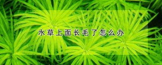 水草上面长毛了怎么办,第1图