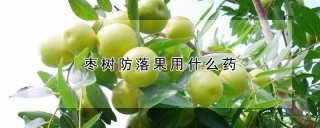 枣树防落果用什么药,第1图