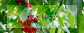 车厘子几月开花,第1图