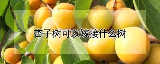 杏子树可以嫁接什么树,第1图