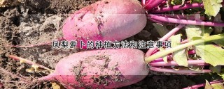 凤梨萝卜的种植方法和注意事项,第1图