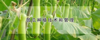 瓠瓜种植技术和管理,第1图