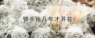 银手指几年才开花,第1图