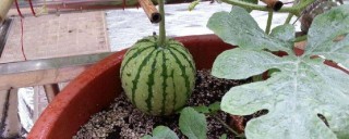 阳台种西瓜种植方法,第1图