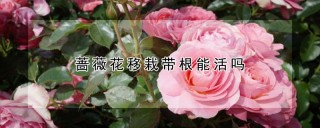 蔷薇花移栽带根能活吗,第1图