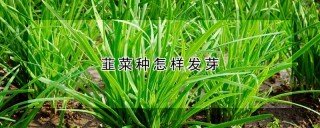 韮菜种怎样发芽,第1图