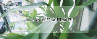 适合水养的室内植物,第1图