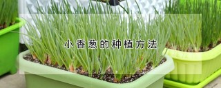 小香葱的种植方法,第1图