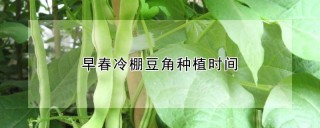 早春冷棚豆角种植时间,第1图