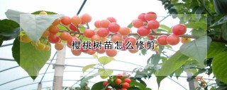 樱桃树苗怎么修剪,第1图