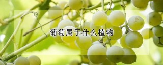 葡萄属于什么植物,第1图