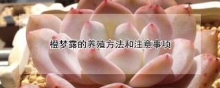 橙梦露的养殖方法和注意事项,第1图