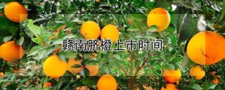 赣南脐橙上市时间,第1图