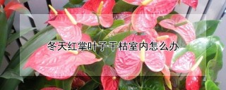 冬天红掌叶子干枯室内怎么办,第1图