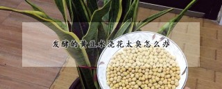 发酵的黄豆水浇花太臭怎么办,第1图