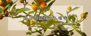 金豆盆景是什么植物,第1图