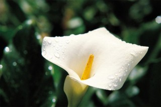 白马蹄莲花语,第2图