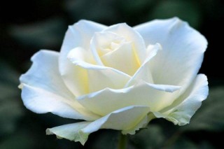 白玫瑰的花语,第3图