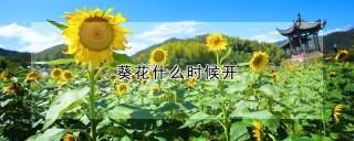 葵花什么时候开,第1图