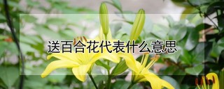 送百合花代表什么意思,第1图