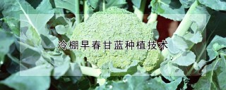 冷棚早春甘蓝种植技术,第1图